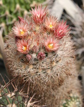 Escobaria Tuberculosa Hardy Ball Cactus Seeds New Fast Shipping - $337.12 MXN