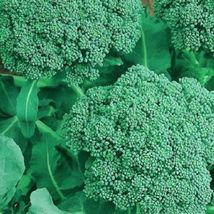 50 Of Broccoli Seeds | NON-GMO | Heirloom | Fresh Garden Seeds - £3.18 GBP
