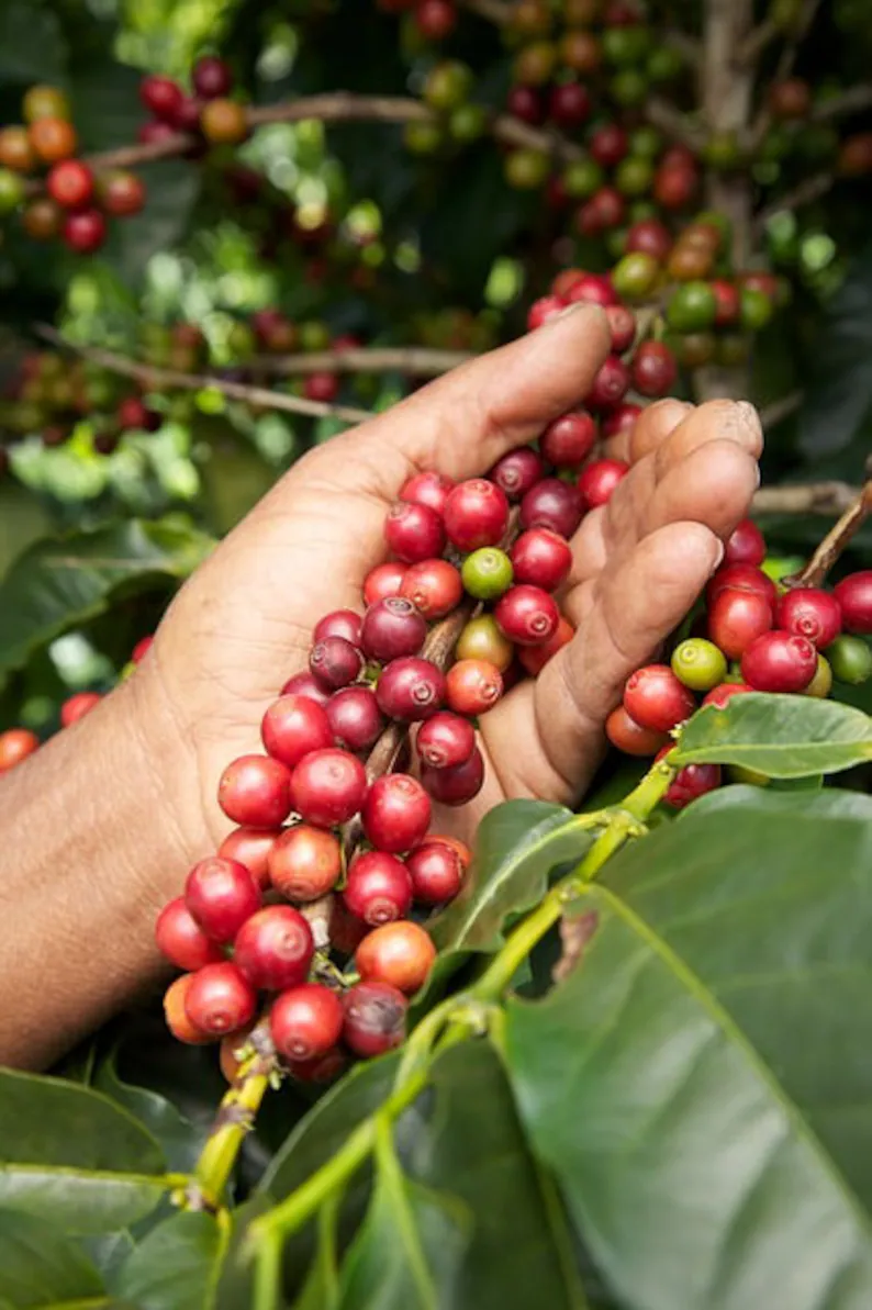 15 Seeds ARABICA COFFEE Tree Shrub - Grow your own coffee! - £7.63 GBP