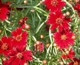 100 Seeds Plains Coreopsis Tall Red Flower Fresh - £7.55 GBP