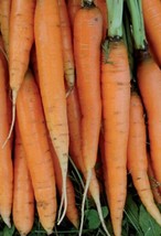 200 Scarlet Nantes Carrot Seeds Fresh Garden - £9.49 GBP