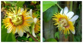 STARTER Plant Yellow Holosericea Passiflora Passion Fruit - $45.98