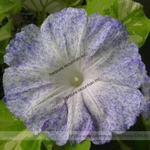 Japan White With Purple Spot Morning Glory Annual Large Flower Seeds Pack 10 See - $8.20