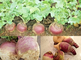 500+ Seeds Purple Top Rutabaga Spring Fall Vegetable Garden Container - $16.75