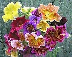 Salpiglossis Mini-Doll Mix 5,000 seeds - $46.91