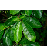 Soursop Leaves/Guanabana/15 Leaves/Free Shipping - $11.95