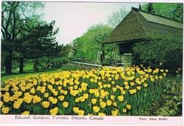 Ontario Postcard Toronto Edwards Gardens Yellow Tulips - £1.68 GBP