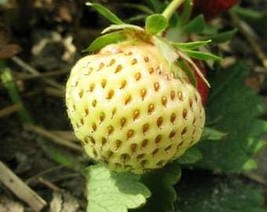 THJAR Yellow Strawberry Seeds - Organic, Heirloom, Non GMO - Grow Indoor... - $2.31