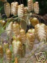 Briza Maxima Rattlesnake Grass Seeds New Fast Shipping - $337.12 MXN