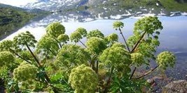Angelica (Angelica Archangelica Holy Ghost) - 25 seeds - $5.49