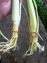 1 Plants Lemongrass Cymbopogon Organic citratus Citronella Excellent Herb - £12.76 GBP