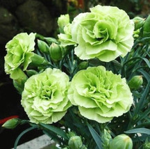 30 Carnation Dianthus Caryophyllus Chabaud Flower Seeds Bw91072 16 Fresh... - £12.65 GBP