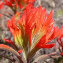 USA SELLER Castilleja Chromosa Owls Clover 10 Seeds Free Shipping - $20.00