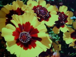 FIRE BALL-SUNSHINE Chrysanthemum Flower Seed Bright Yellow Redish Orange Blooms  - £2.54 GBP