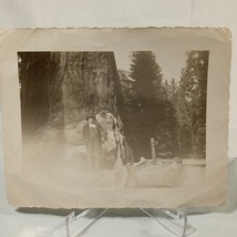 Vintage Photo Picture Original One Of A Kind CA Redwood Tree Sequoia Forest 30&#39;s - £6.26 GBP