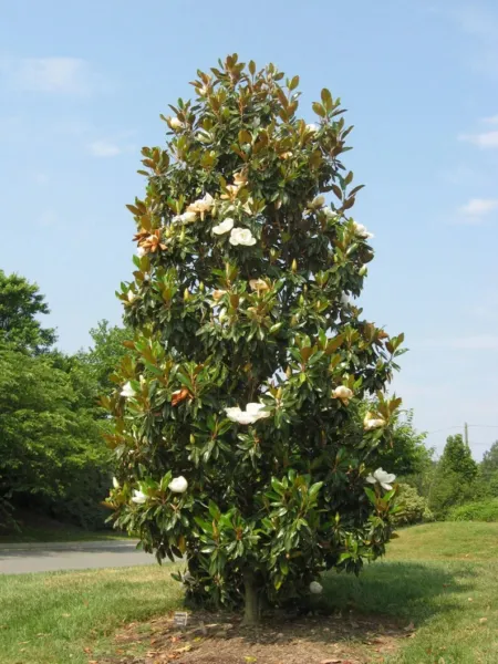 &quot;&#39;Bracken&#39;S Brown Beauty &quot; Southern Magnolia Tree 20 28 Inch Tall Well Rooted Fr - £46.33 GBP
