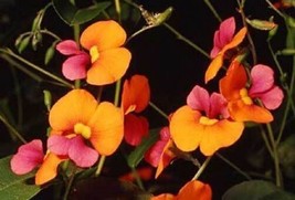 Chorizema Diversifolia Flame Pea 10 Seeds Fresh Gardening USA SELLER - $16.54