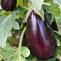Eggplant Seed, Black Beauty, Heirloom, Organic, Non Gmo, 50 Seeds, Vegetable - £2.36 GBP