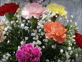 Carnation With Gypsum+Make Your Own Vase Displays - £5.49 GBP