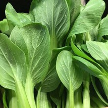 2000 Seeds Green Stem Pak Choi Shanghai Green Pak Choy Fresh Seeds - £8.26 GBP