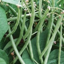 Top Crop Green Bean Seeds Tender Mosaic Virus Resistant Vegetable Seed N... - £6.40 GBP