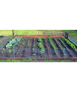 Vegetable Garden Collection, Medium, Heirloom, Organic Seeds, 20 Top Var... - £10.19 GBP