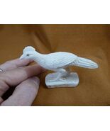 (Road-W5) white gray Roadrunner shed ANTLER figurine Bali detailed fast ... - $220.02 CAD