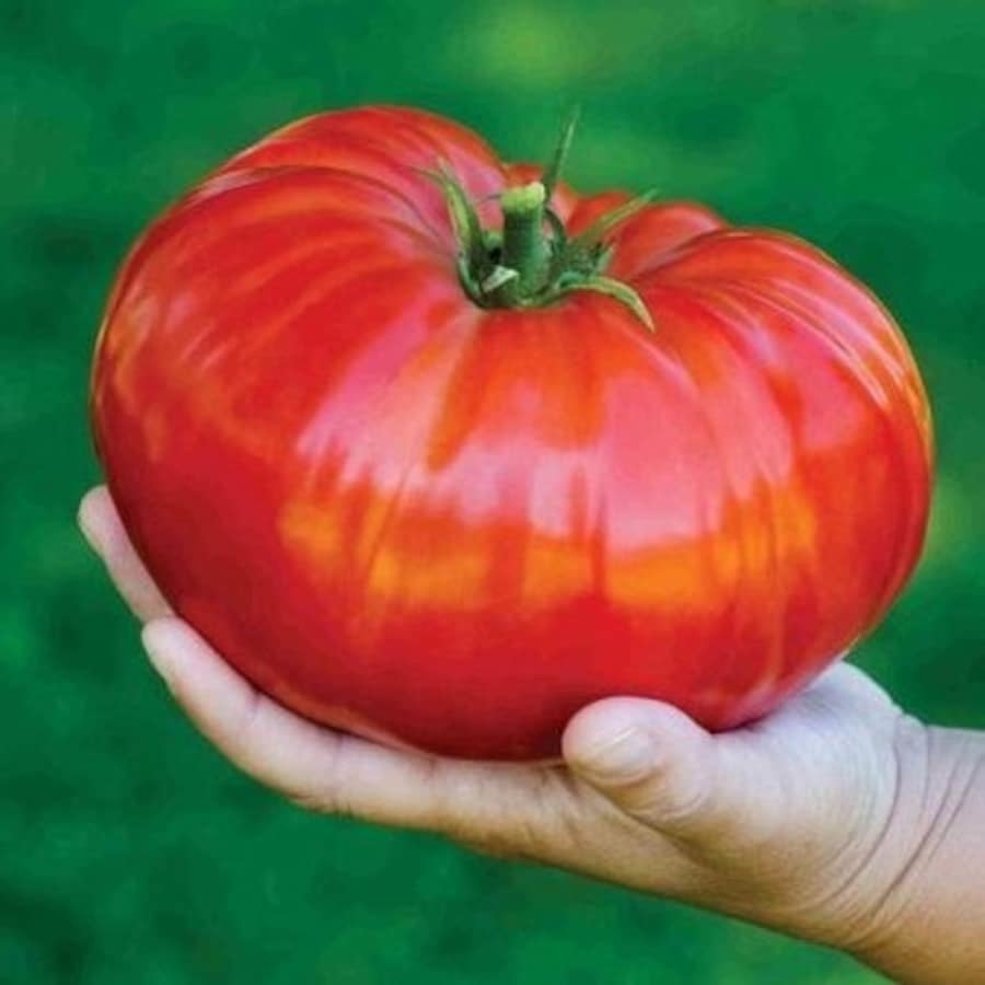 Pink Beefsteak Tomato Vegetable Fresh Gardening - $16.52