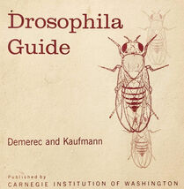 1972 Drosophila Guide Fruit Flies Insects Entomology PB Illustrated Vint... - $29.99