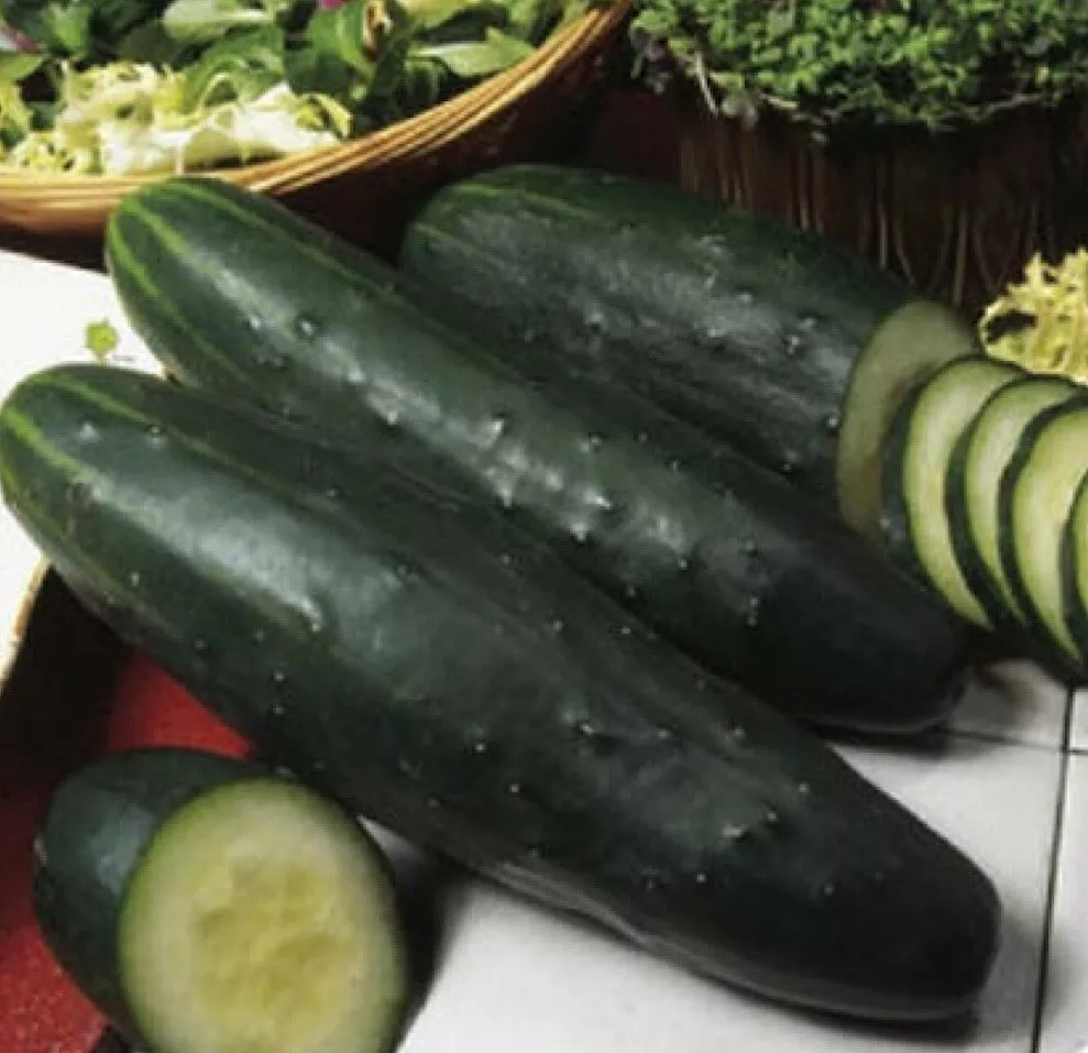 50+ Cucumber Seeds Marketer Vegetable Garden Pickling NON GMO  - £2.48 GBP