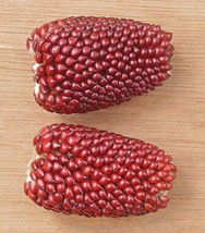 BStore 145 Seeds Red Strawberry Popcorn Corn Zea Mays Vegetable - $9.50