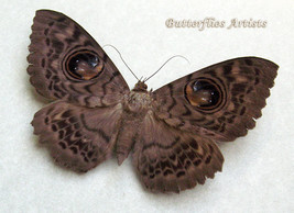 Real Large Owl Moth Erebus Eupatula Macrops Female Framed Entomology Shadowbox  - £67.78 GBP