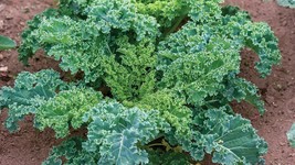 2000 Kale Seeds Dwarf Blue Curled Dwarf Blue Scotch Non-Gmo Heirloom Kale Garden - $9.98