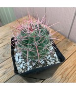 Live Medium Red Spine Fire Barrel Cactus Ferocactus Gracilis Plant Instr... - $37.61