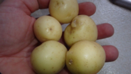ORGANIC White Skin White Flesh 5 Potato tubers, Solanum tuberosum - £15.82 GBP