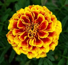 TKBONStore 190 Seeds French Marigold Dwarf Naughty Marietta Heirloom Insect Repe - £6.63 GBP