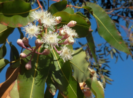 20 Pc Seeds Eucalyptus deglupta Plant, Rainbow Eucalyptus Seeds for Planting |RK - £14.87 GBP