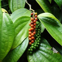 Piper Nigrum Black Pepper Seeds Garden Fresh USA Shipping - $13.97