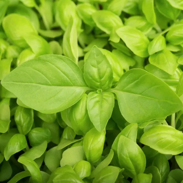 Organic Lemon Basil 100 Seeds Basilicum Pot Herb Thai Flower Garden - £7.04 GBP