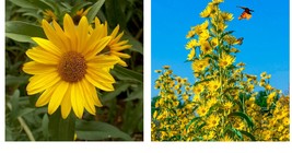 300 Seeds Sunflower MAXIMILIAN Perennial Flowers Butterflies Finches  - $26.99