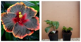 STARTER Plant BLACK RAINBOW SMALL Rooted Tropical Hibiscus Ships Bare Root - $60.99