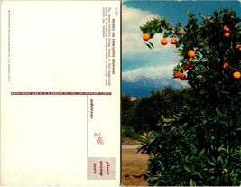 California Orange Groves(Orchards) &amp; Snow Capped Mountains Vintage Postcard - £7.39 GBP