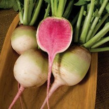 Watermelon Radish Seeds Fast US Shipping - £13.27 GBP