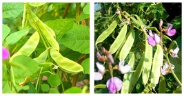 5 Bags (10 Seeds / Bag) of Hyacinth Bean for a Flourishing Garden Seeds  - £17.29 GBP