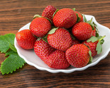 10 to 500 Ozark Beauty Ever Bearing Strawberries   Certified Bare Root P... - $17.77+