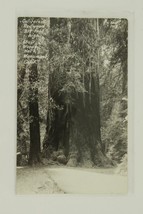Vintage RPPC Postcard California REDWOOD Trees Muir Woods EKC Zan 1113 - £8.73 GBP