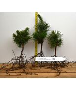 Bristlecone Pine 2 yr old Bare Root (Pinus aristata)- Bonsai, & Landscape - $23.71 - $264.28