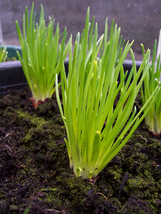 400 Chives Seeds Vegetable Herb Green Onion Spring Fall Garden Patio Container - £14.37 GBP