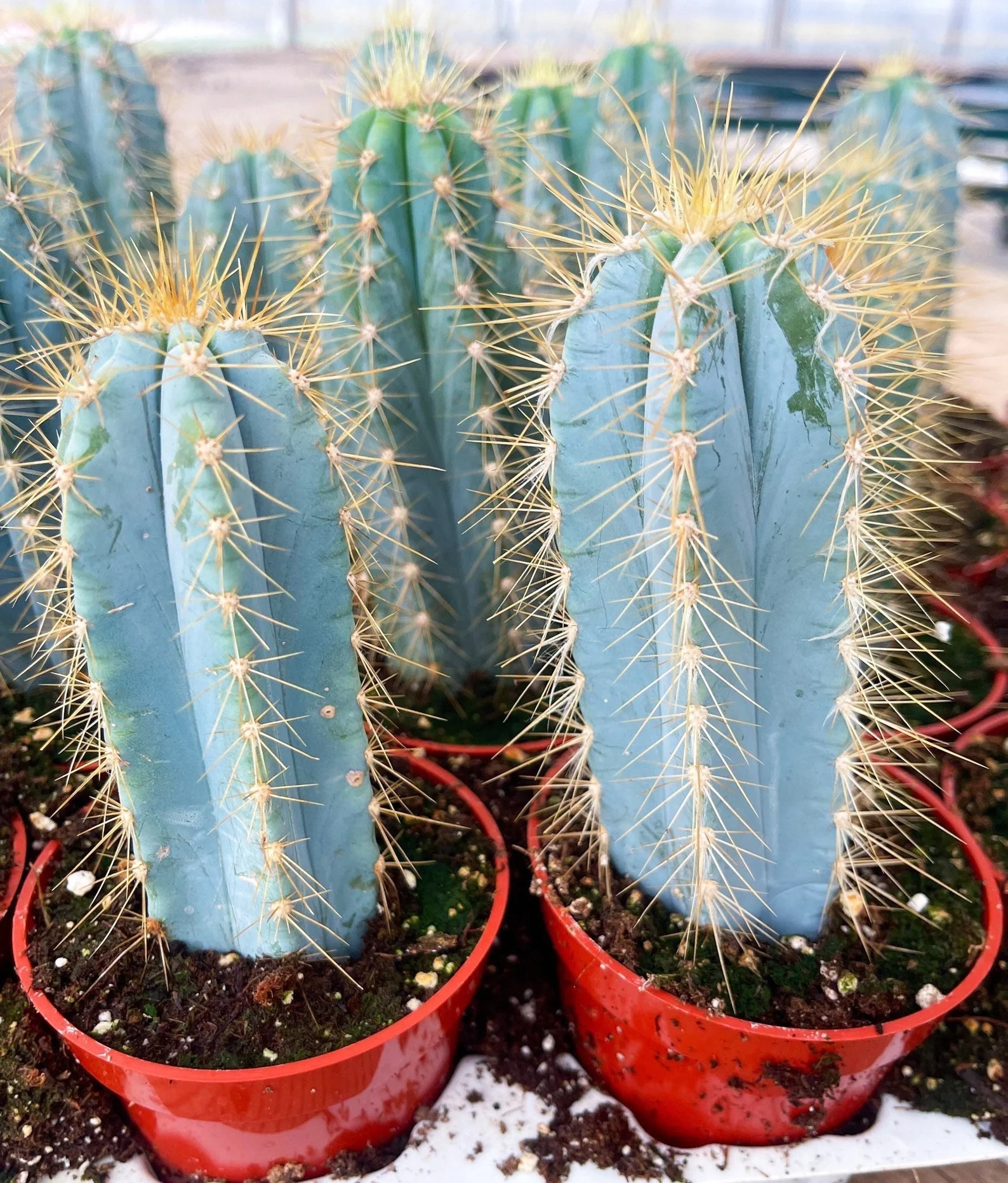 FROM US 100 Seeds Pilosocereus Azureus (Blue Torch Cactus) Brazilian Cac... - £27.88 GBP