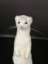 Beautiful Adorable Weasel Ermine Small Animal Taxidermy Mount Art Wildli... - £214.17 GBP